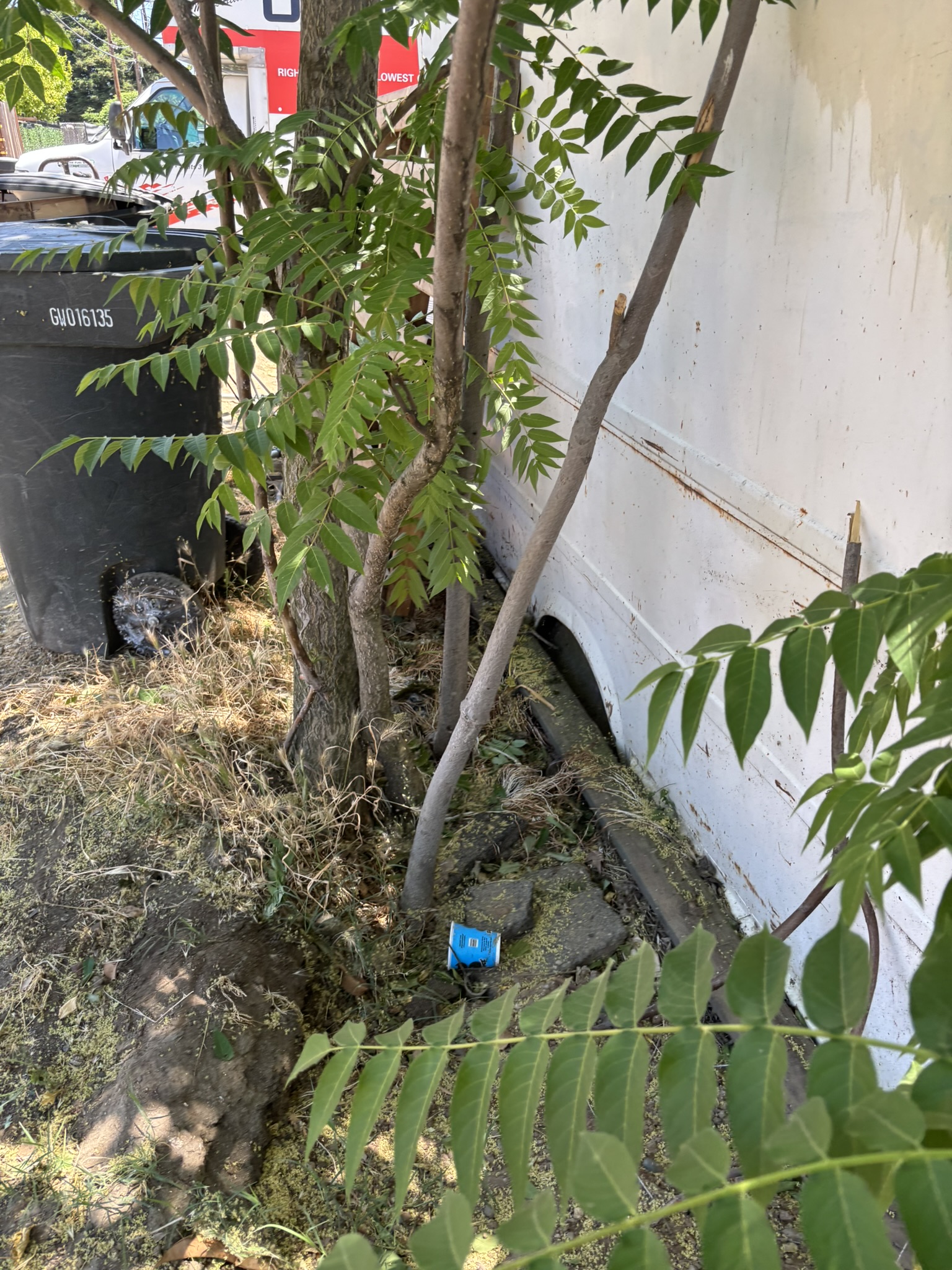 Overgrown trees and weeds growing against trailer — property cleanup before